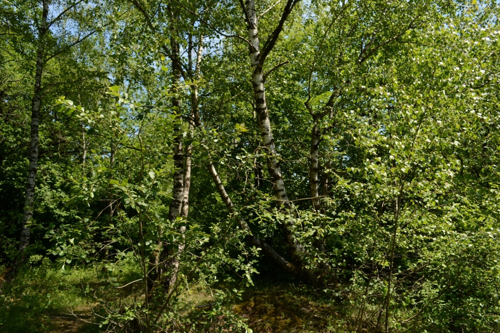 Populo tremulae - Betuletum pendulae