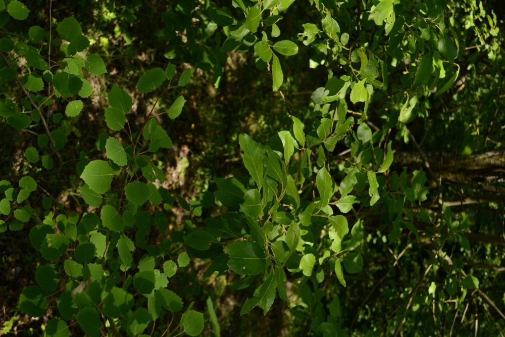 Populo tremulae - Betuletum pendulae