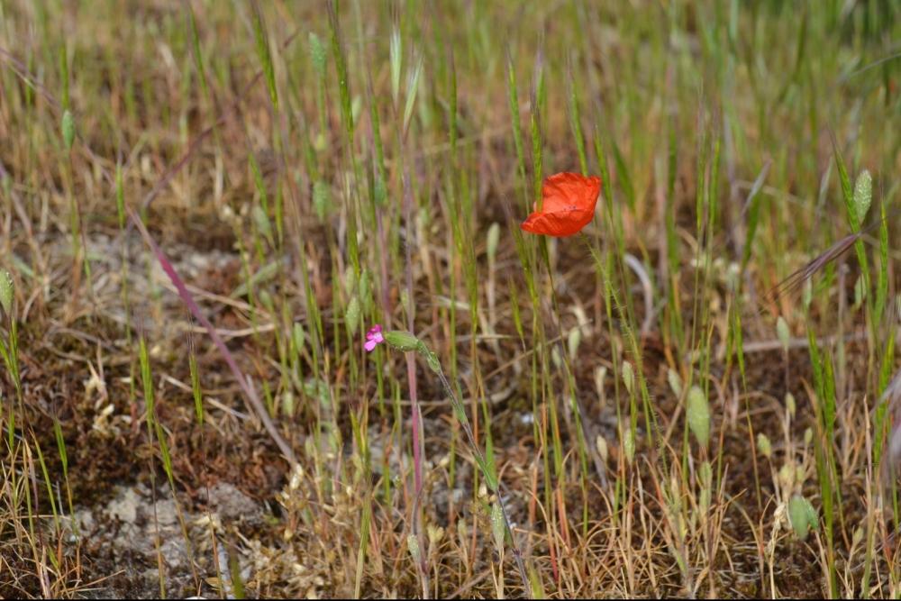 grpt à Silene conica & Bromus tectorum