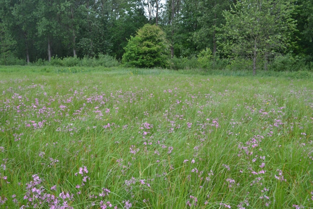 Senecioni aquatici - Brometum racemosi