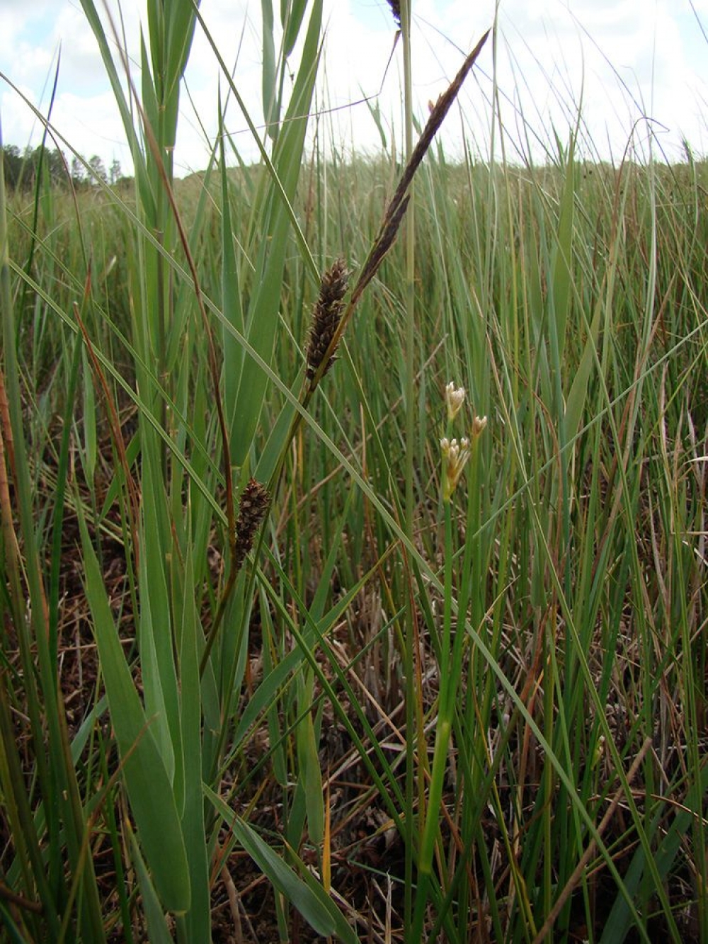 Junco subnodulosi - Caricetum lasiocarpae