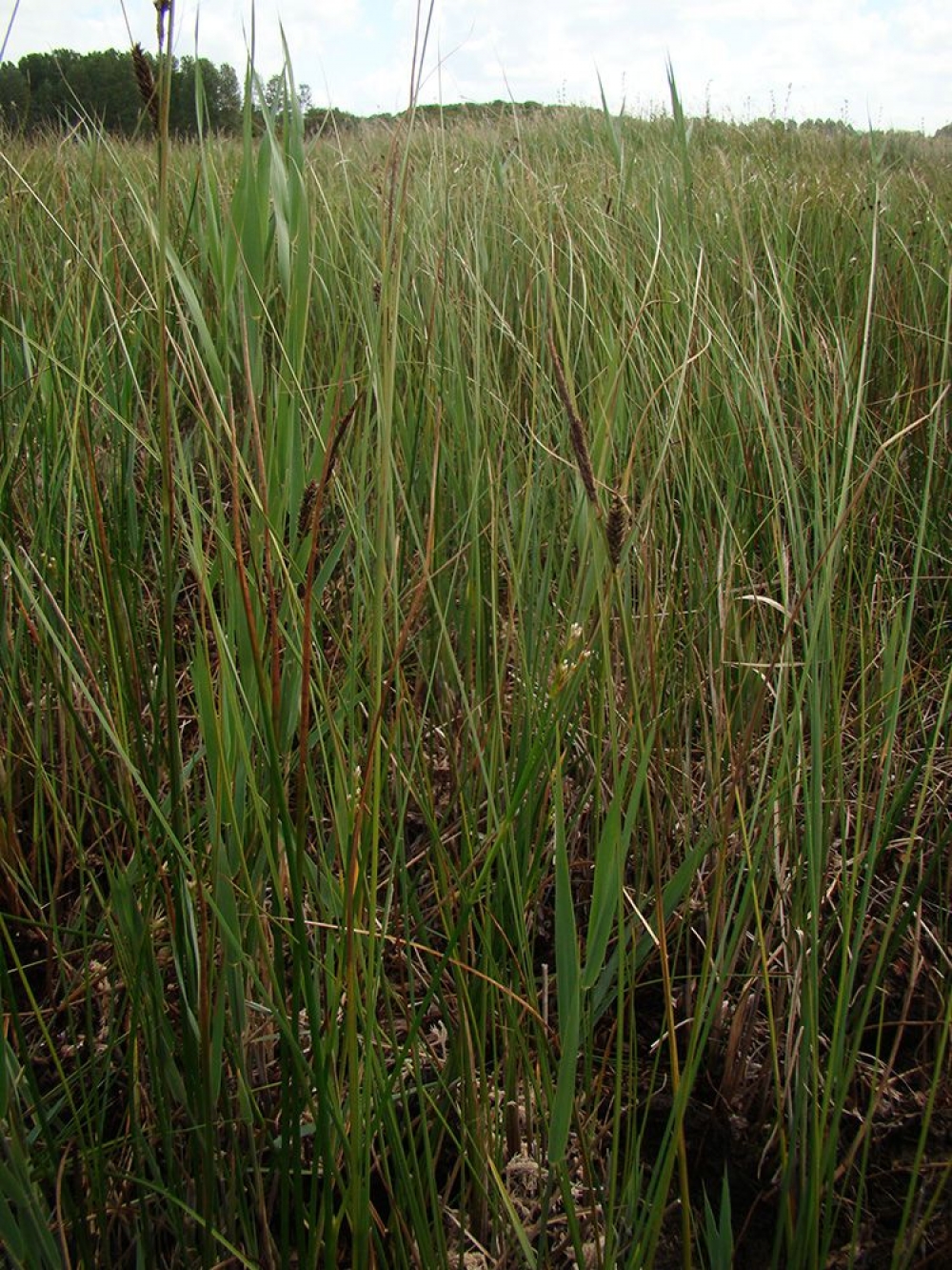 Junco subnodulosi - Caricetum lasiocarpae
