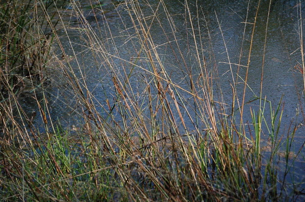 Glycerion fluitantis