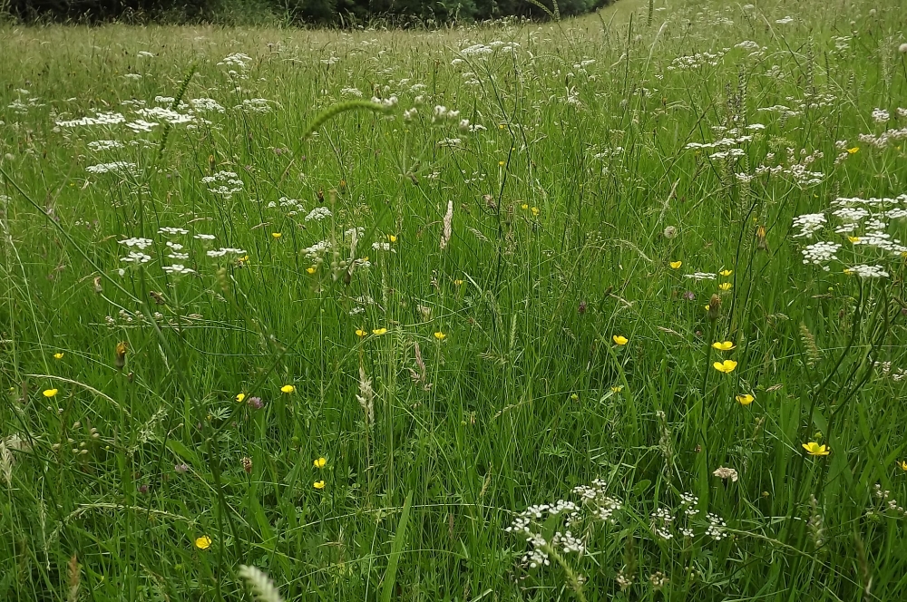 Trocdarido verticillati - Juncenion acutiflori