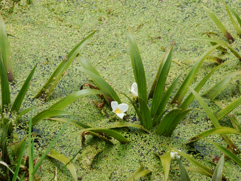 Stratiotetum aloidis