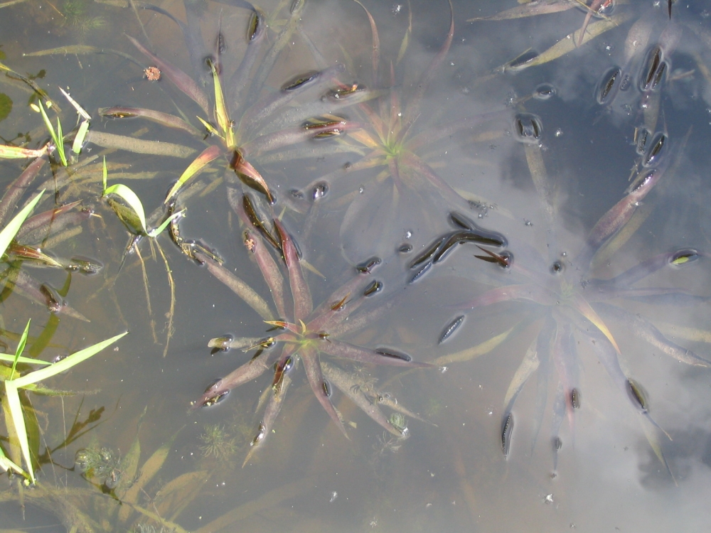 Stratiotetum aloidis