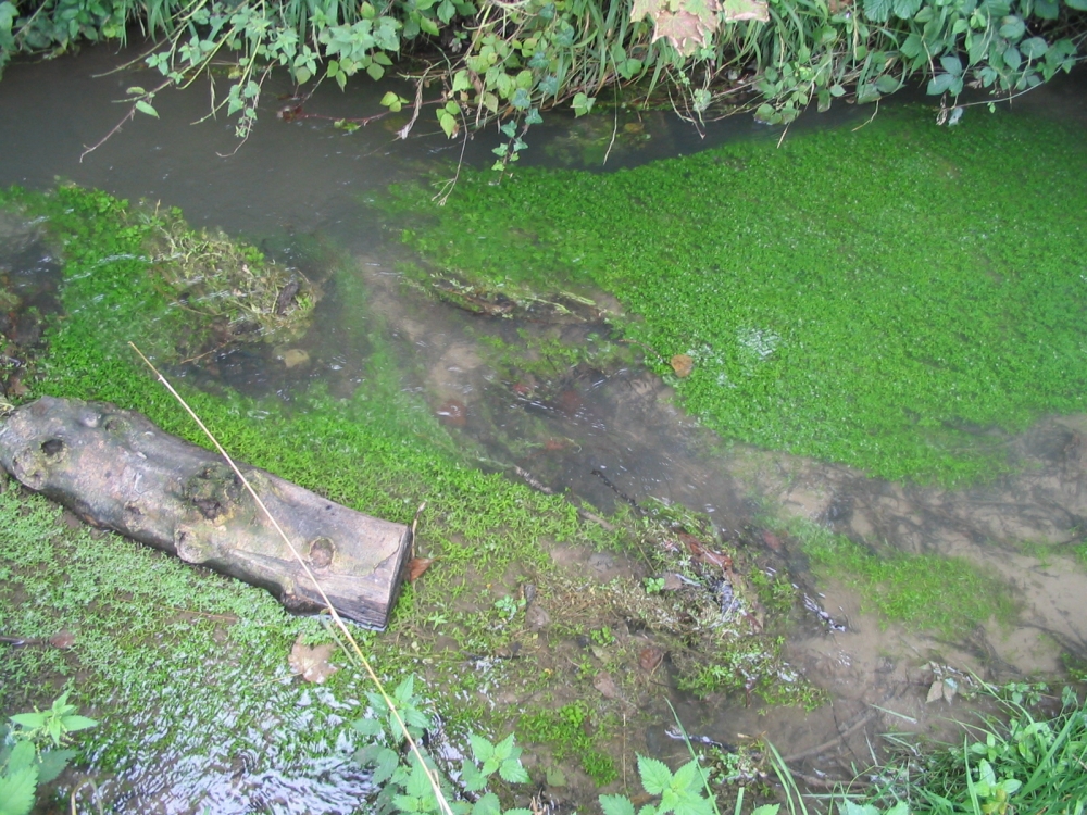 Veronico beccabungae écoph. rhéophile - Callitrichetum platycarpae écoph. rhéophile