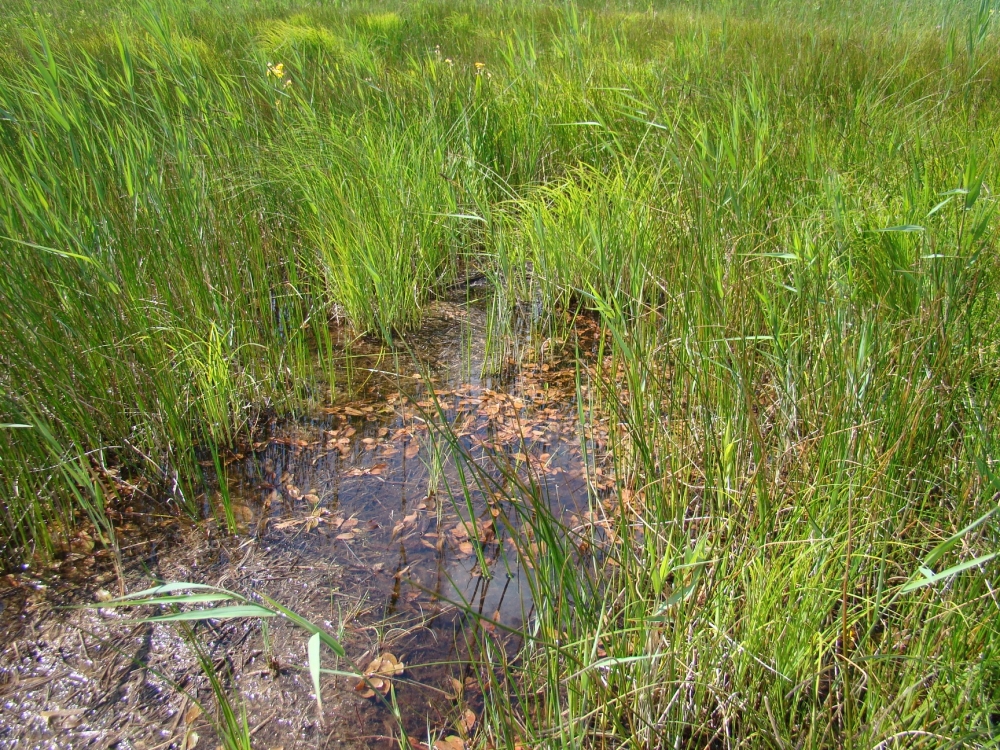 Potamogetonetum colorati écoph. stagnophile
