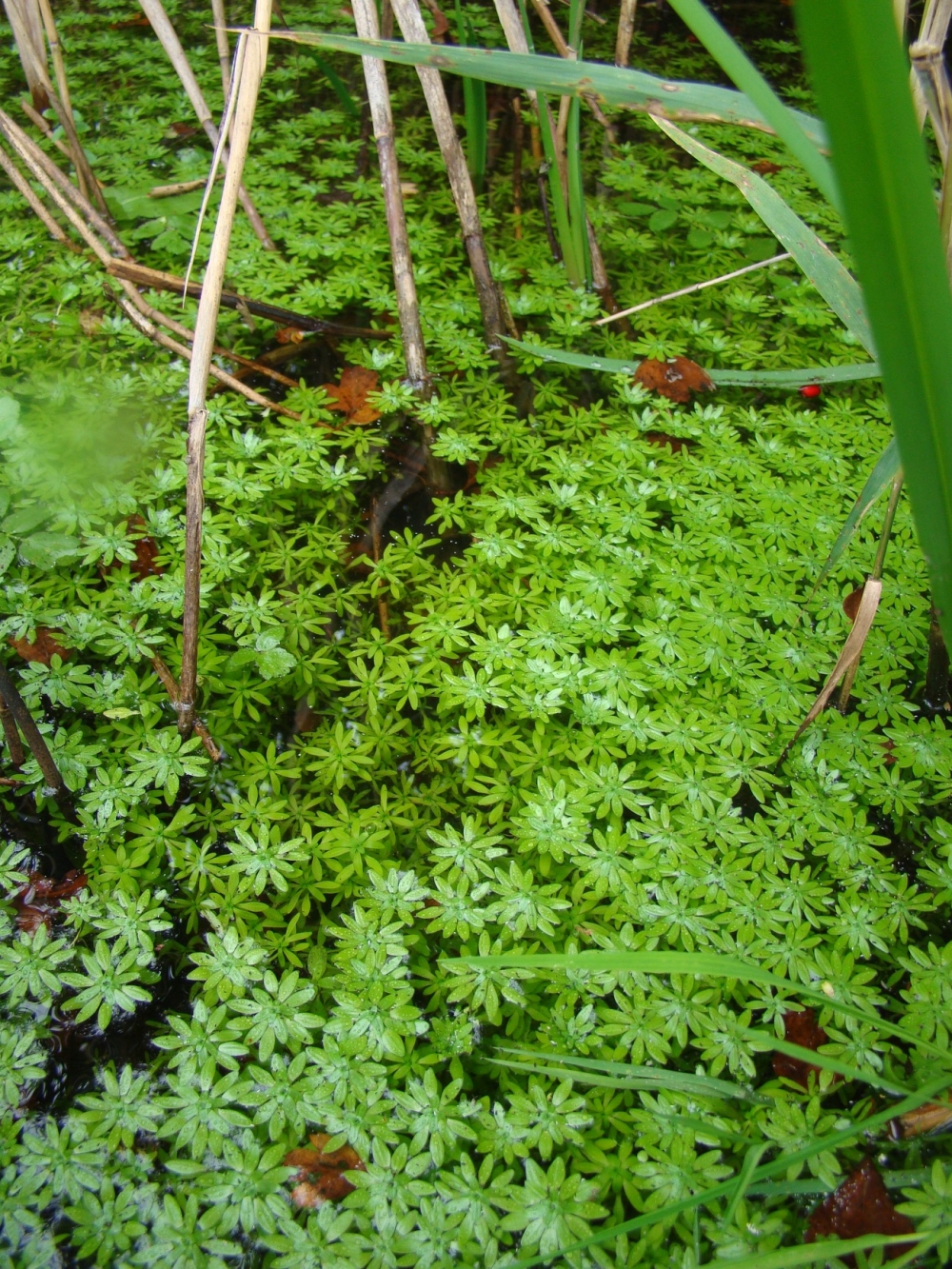 Callitrichetum platycarpo - obtusangulae écoph. stagnophiles