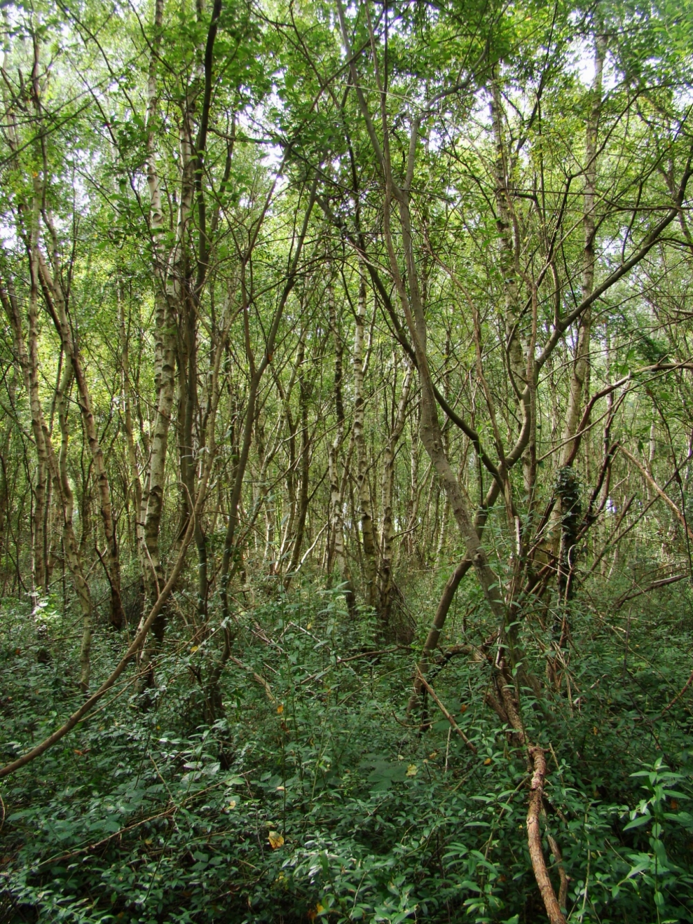 Populo tremulae - Betuletum pubescentis