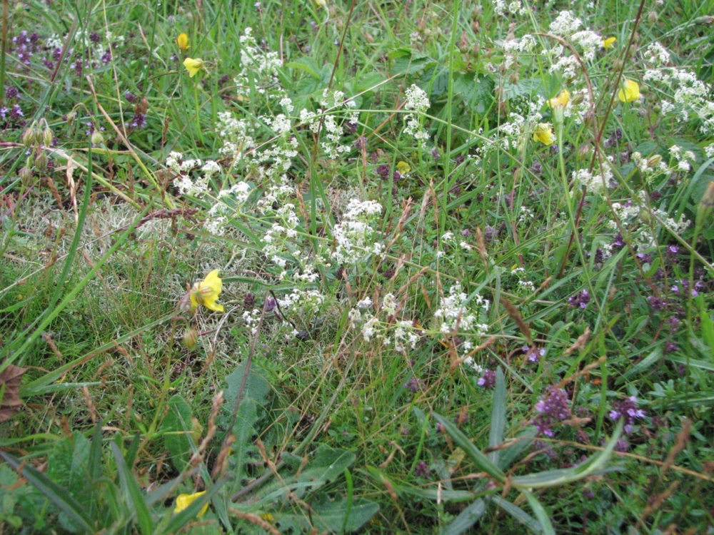 Galio saxatilis - Festucetum filiformis