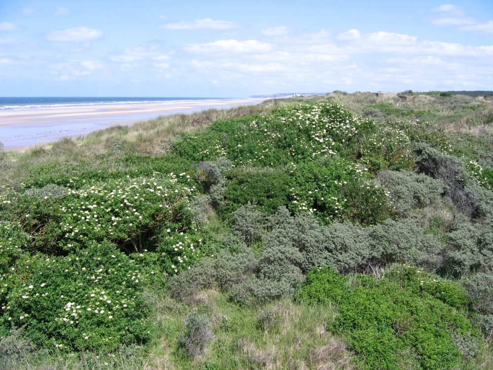 Sambuco nigrae - Hippophaetum rhamnoidis subsp. rhamnoidis