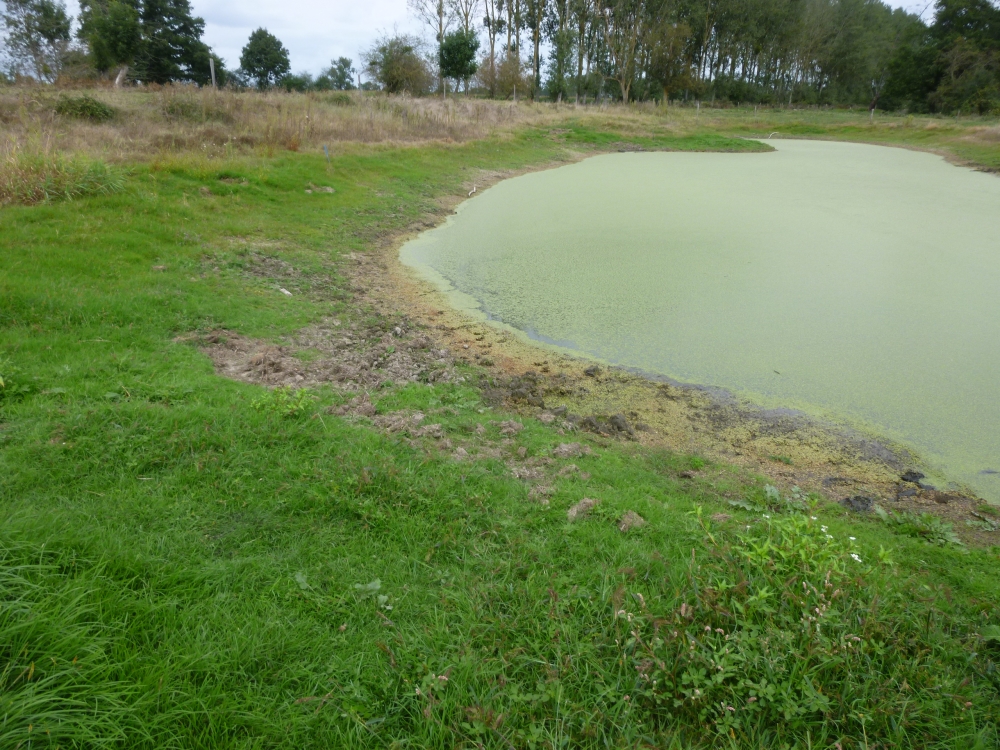 Lindernio dubiae - Cyperetum micheliani