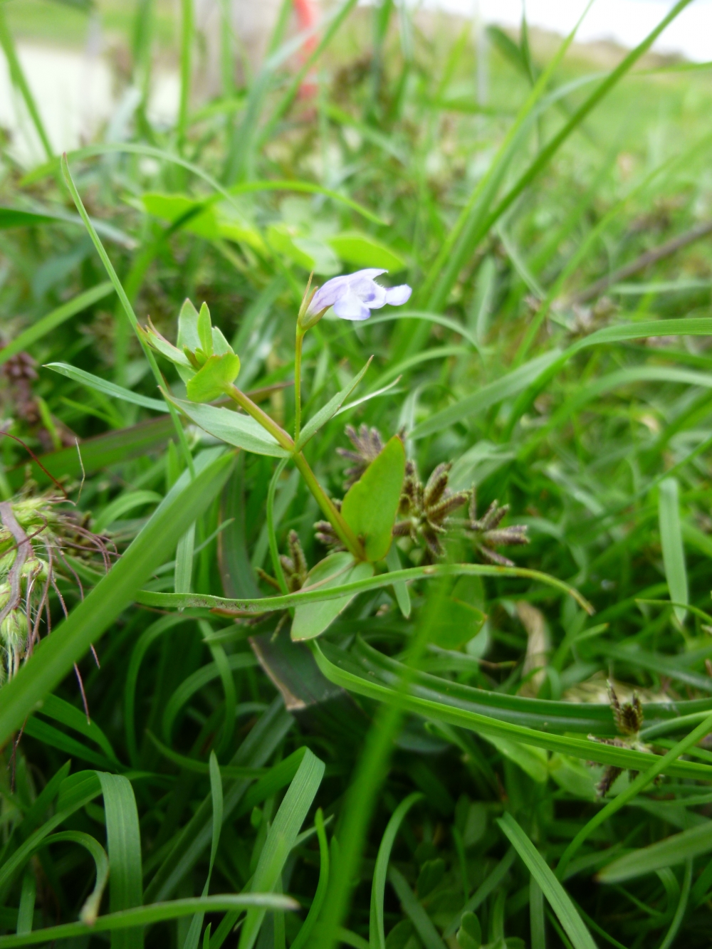 Lindernio dubiae - Cyperetum micheliani