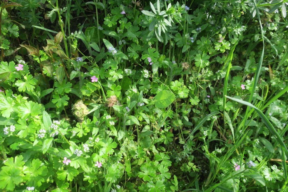 Geranio lucidi - Cardaminetum hirsutae