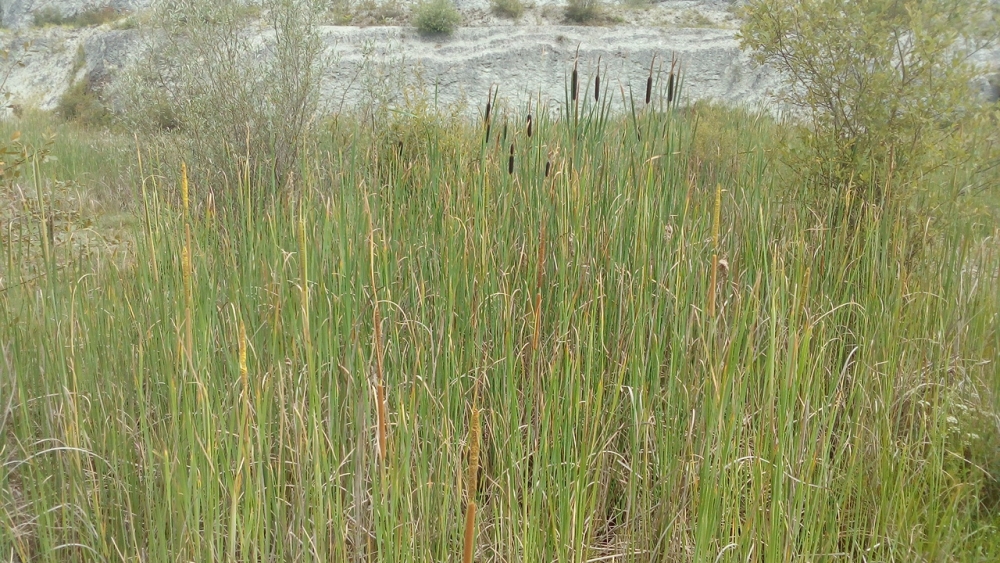 Sparganio erecti - Typhetum latifoliae