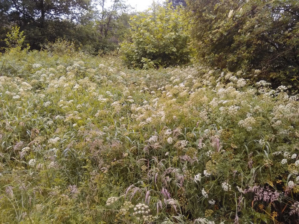 Pteridio aquilini - Oenanthetum crocatae