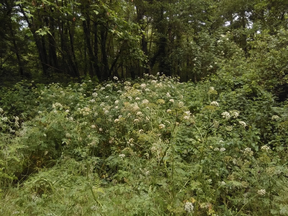 Pteridio aquilini - Oenanthetum crocatae