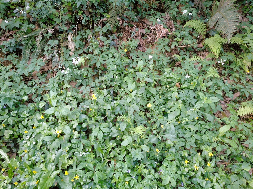 Cardamino pratensis - Ficarietum vernae