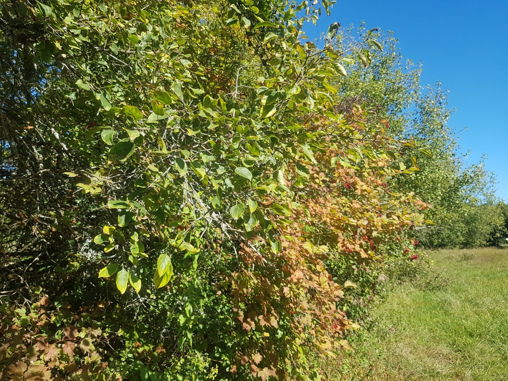 Rhamno catharticae - Viburnenion opuli