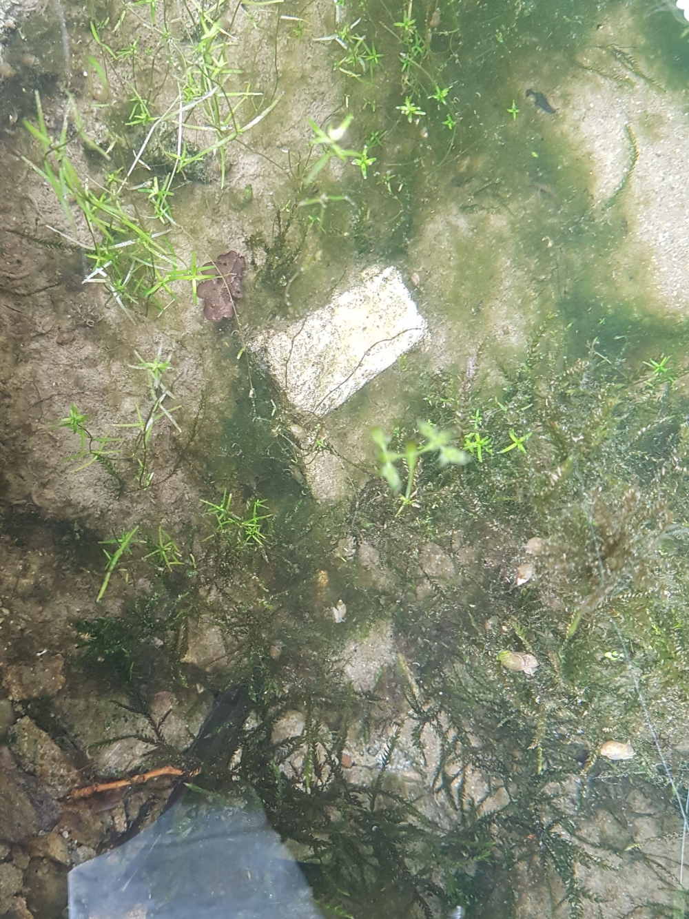 Ranunculion aquatilis