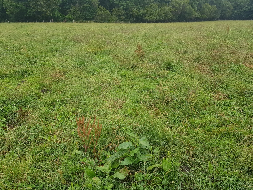 Rumici crispi - Cynosurion cristati