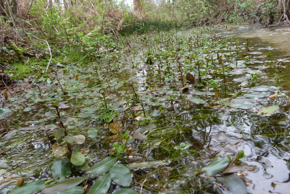 Potamogetono polygonifolii - Isolepidetum fluitantis