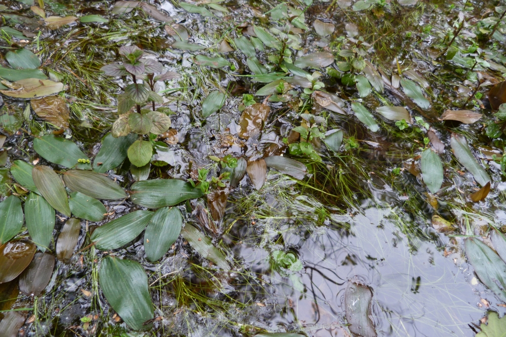 Potamogetono polygonifolii - Isolepidetum fluitantis