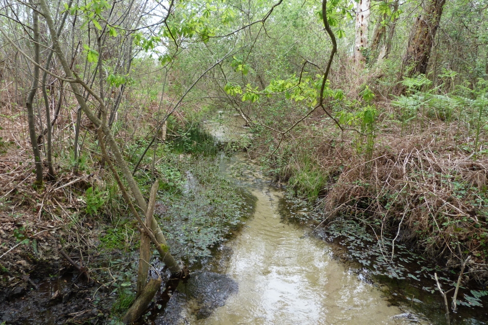 Potamogetono polygonifolii - Isolepidetum fluitantis