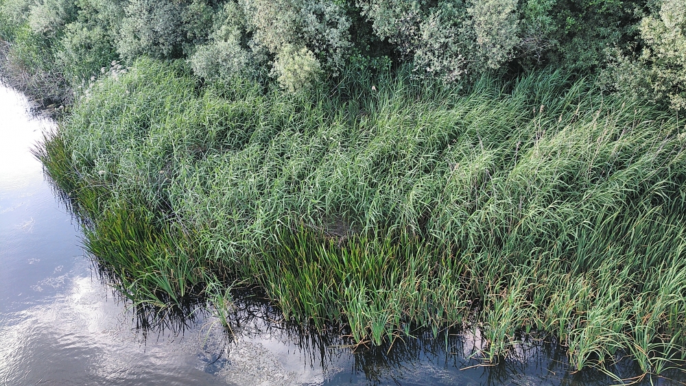 Typho domingensis - Phragmitetum australis subsp. chrysanthae