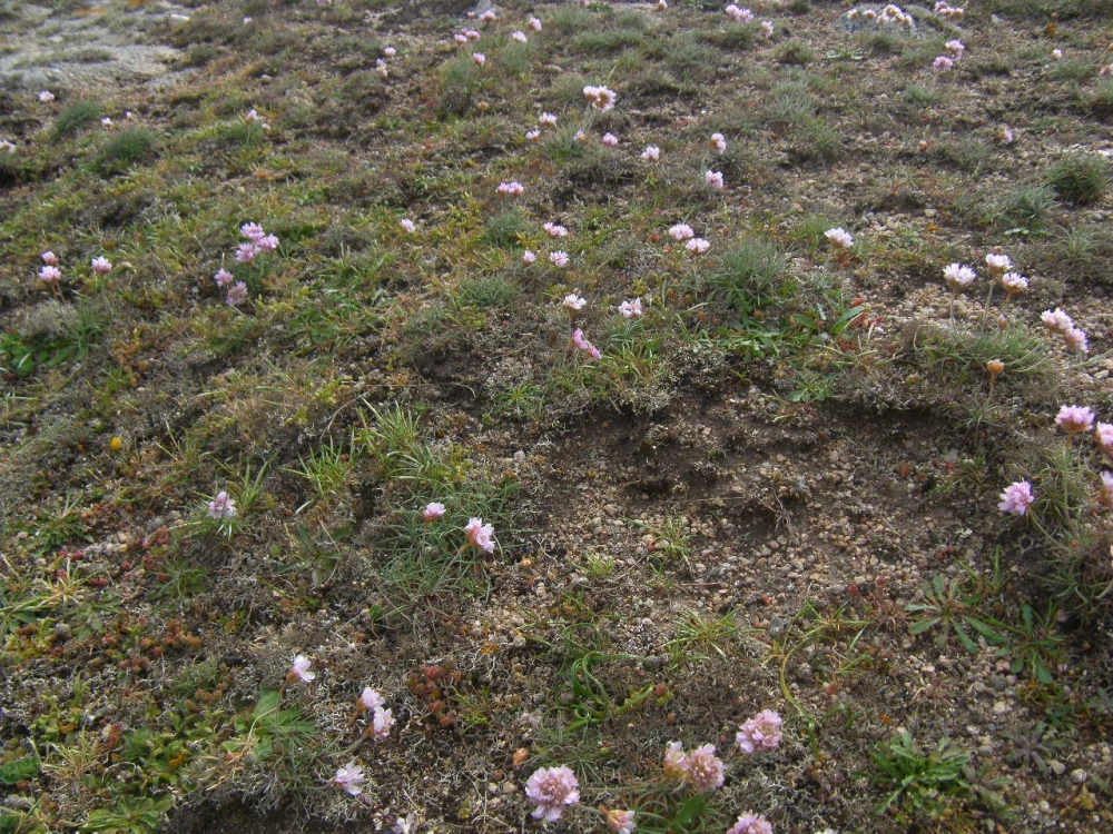 Armerio maritimae - Plantaginetum coronopodis