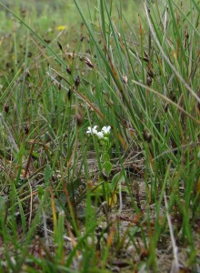 Samolo valerandi - Eleocharitetum quinqueflorae