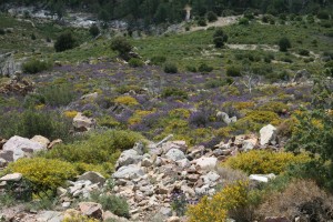 Helichryso italici - Genistetum salzmannii var. salzmannii