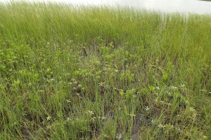 Comaro palustris - Caricetum lasiocarpae