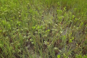 Comaro palustris - Caricetum lasiocarpae