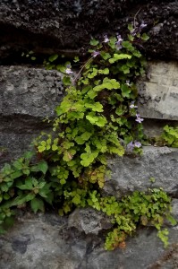 Adianto capilli-veneris - Parietarietum judaicae