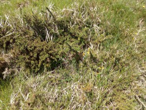 Erico vagantis - Genistetum hispanicae subsp. occidentalis