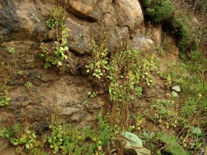 Samolo valerandi - Caricetum distantis