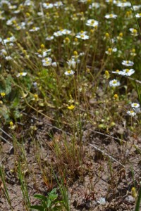 Bellido annuae - Cicendietum filiformis
