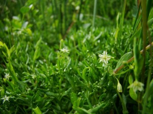 Stellario alsines - Montietum fontanae subsp. variabilis
