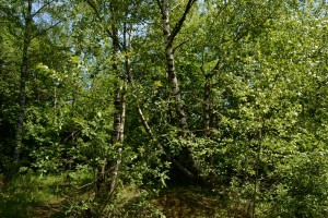 Populo tremulae - Betuletum pendulae