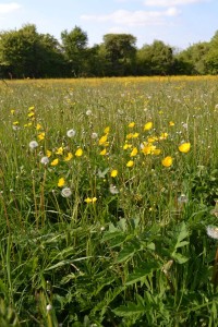 Heracleo sphondylii - Arrhenatheretum elatioris