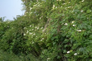 Humulo lupuli - Sambucetum nigrae