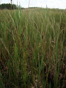 Junco subnodulosi - Caricetum lasiocarpae