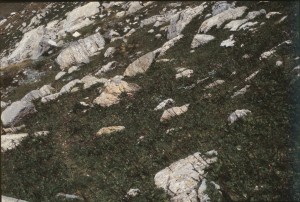 Primulo elatioris subsp. intricatae - Horminetum pyrenaici