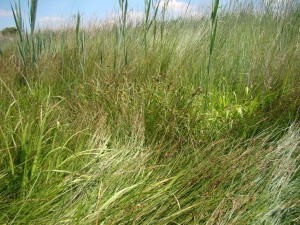 Junco ancipitis - Caricetum extensae