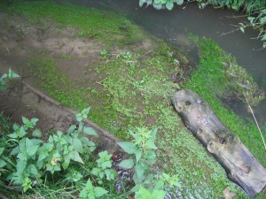 Veronico beccabungae écoph. rhéophile - Callitrichetum platycarpae écoph. rhéophile