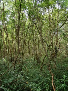 Populo tremulae - Betuletum pubescentis