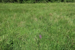 Hydrocotylo vulgaris - Juncetum subnodulosi