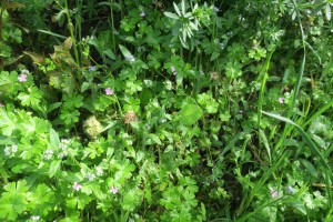 Geranio lucidi - Cardaminetum hirsutae